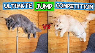 Maine Coon Cats  Amazing Long Jumps Through Hoop!