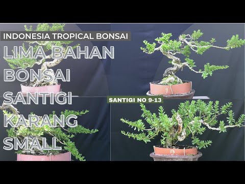 Bahan Bonsai Santigi Karang On The Rock size Small | Small Pemphis Acidula Bonsai Material