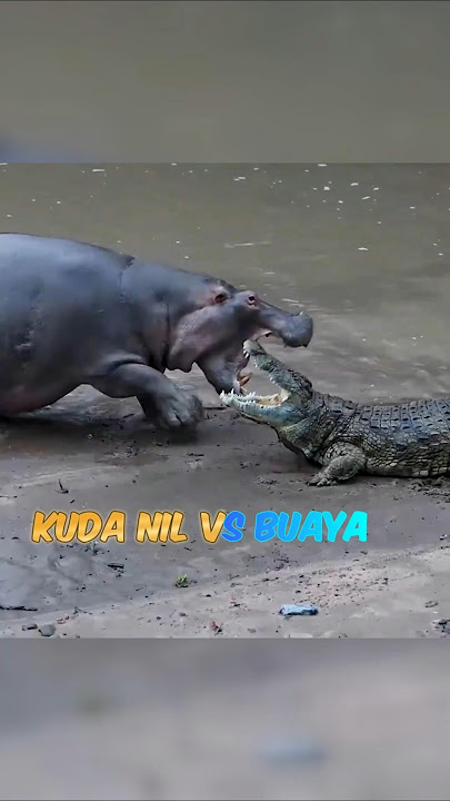 Kuda nil vs buaya sangat menegangkan  #shorts #buaya #kudanil