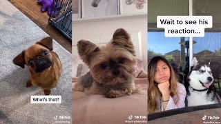 DOG CHALLENGE (IF YOU HAVE A DOG, TRY THIS AND SEE THEIR REACTION)