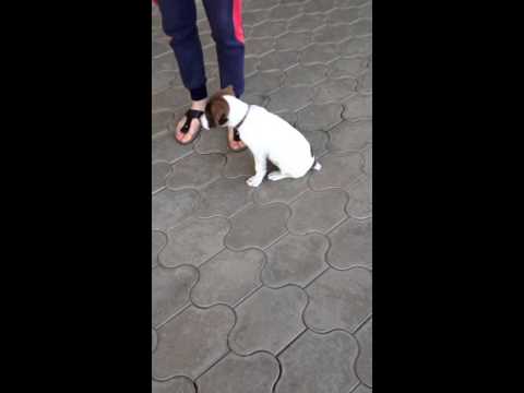 ვიდეო: როგორ შეაჩეროთ ძაღლი ავეჯის ღეჭვაში