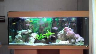 juwel 300 litre fish tank