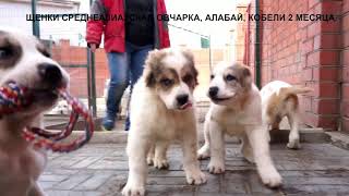 ПРОДАЮТСЯ ЩЕНКИ АЛАБАЯ, СРЕДНЕАЗИАТСКАЯ ОВЧАРКА. www.r-risk.ru +7 9262205603 Ягодкина татьяна ПРОДАЮТСЯ ЩЕНКИ АЛАБАЯ, СРЕДНЕАЗИАТСКАЯ ОВЧАРКА. www.r-risk.ru +7 9262205603 Ягодкина татьяна