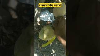 रामफळ पिकू लागले - रामफळ वृक्ष रामफळ trending youtube video शेतकरी बळीराजा नाद shorts reels