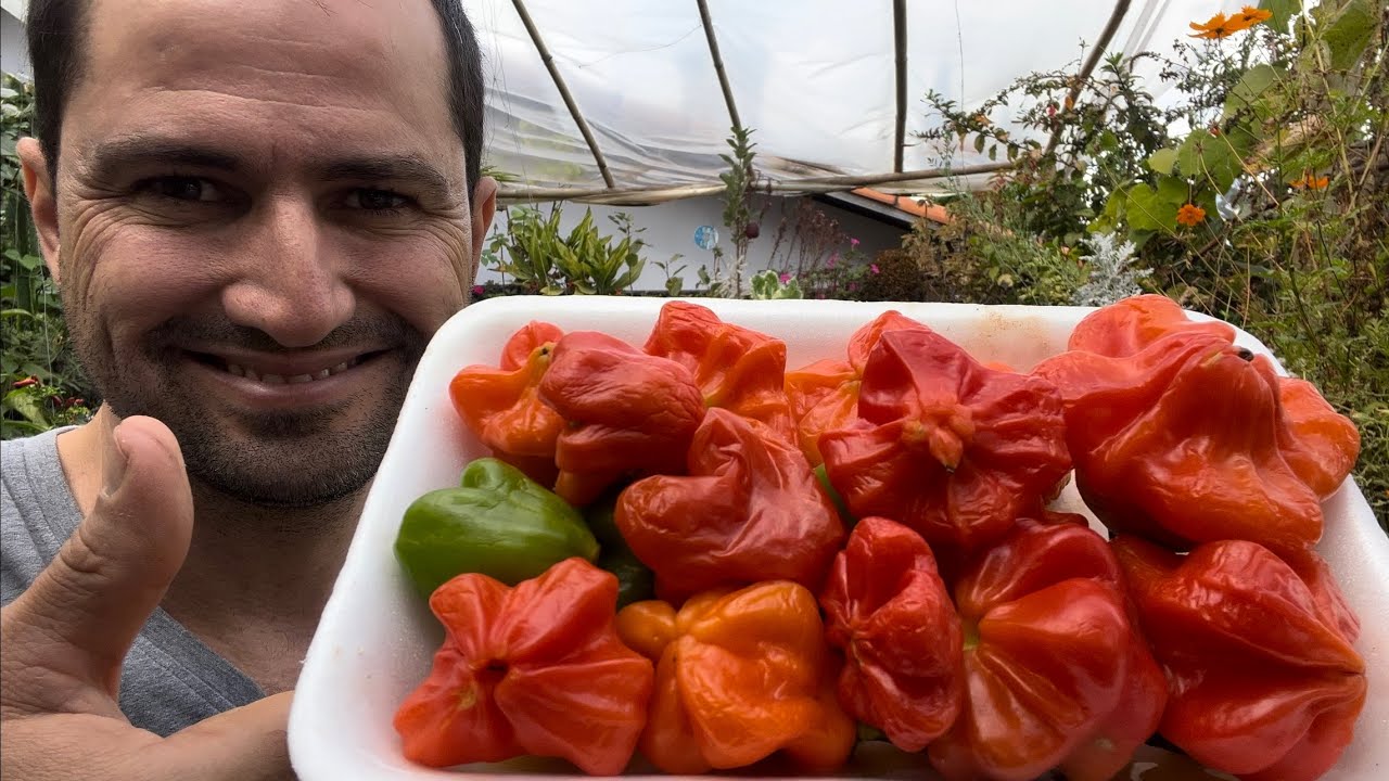 PLANTANDO PIMENTA CAMBUCI - DICA NA ESCOLHA DA SEMENTE E SUBSTRATO