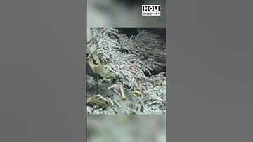 Loài tôm không thể bị nấu chín, bất tử trong miệng núi lửa | Moli Discovery #shorts