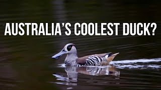 Pinkeared Duck | Australian Duck Species 4K