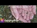 VİZE ISTRANCA ORMANLARI