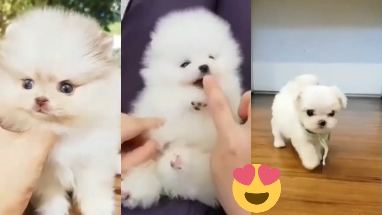 Special Tik Tok Meilleures Videos Droles De Chat Et De Chien Best Funny Dogs Et Cats 43 Youtube Special Tik Tok Meilleures Videos Droles De Chat Et De Chien Best Funny Dogs Et Cats 43 Youtube