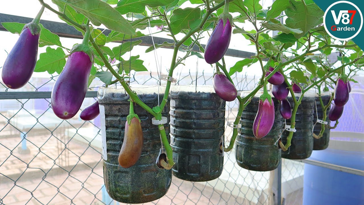 Easy to Grow Eggplant in Hanging Bottles at Home YouTube