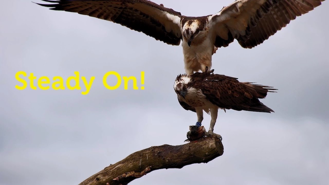 Telyn Returns (2025)