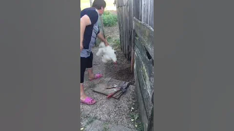Как правильно рубить курицу # 1