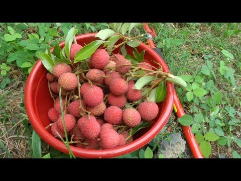 Video: How To Choose Lychee