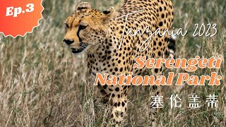 塞伦盖蒂 2023 Tanzania Day Three - Serengeti National Park 塞伦盖蒂 2023 Tanzania Day Three - Serengeti National Park
