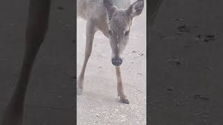 Moir Park, Bloomington, Mn ~ White Tailed Deer eating bird food. by mjimih 45 views 3 weeks ago 3 minutes, 5 seconds