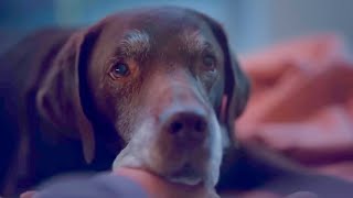Super Bowl 2024 Ads That Will Make You Cry | Tearjerker Emotional Commercials