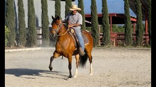 RANCHO DE LA FLORECITA PERUVIAN HORSES  CALIFORNIA
