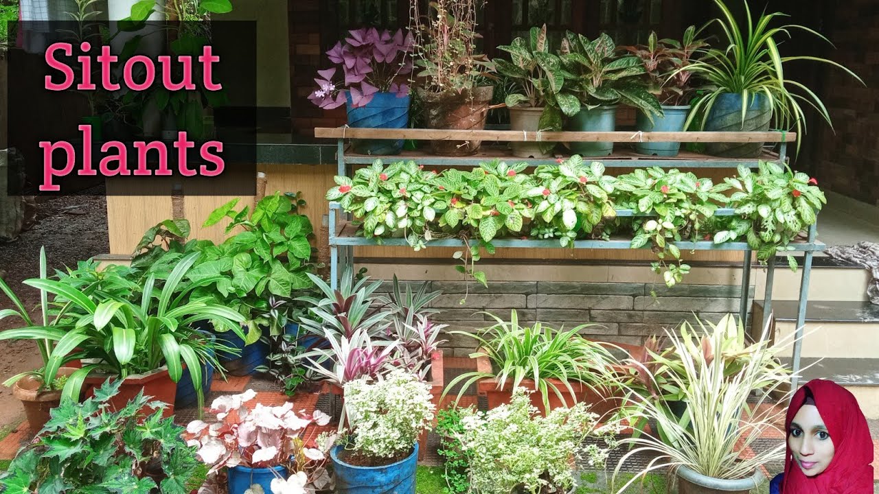 Sitout plants gardening malayalam YouTube