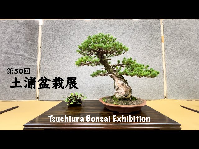 国風盆栽展 第50回、51回、52回、53回、54回　5冊セット 国風盆栽展 第50回、51回、52回、53回、54回 5