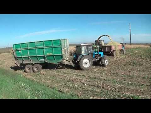 Видео: Уборка кукурузы на силос в СПК "Гигант"