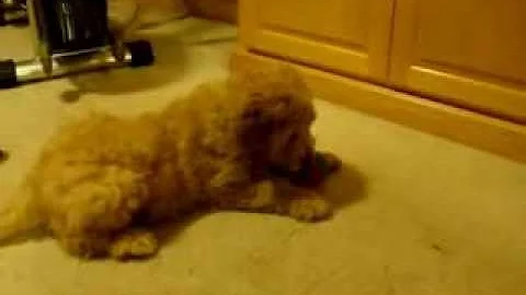 new golden doodle family member