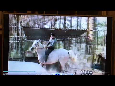 الجواد العربي