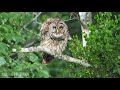 Barred Owl Call at North Carolina Refuge