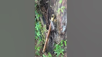 Throwing the Tomahawk i made #tomahawk #bladesmith #frontier #outdoors