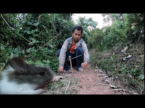 วีดีโอ: วิธีดักกระต่าย