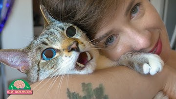 Can Humans Get High On Catnip?