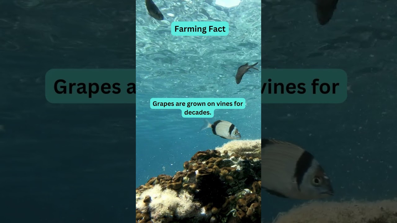 Watch DESHIFRESH FARMING FACT #food #deshifresh #eatfreshrefresh #eatfresh #fresh #animals on YouTube Watch DESHIFRESH FARMING FACT #food #deshifresh #eatfreshrefresh #eatfresh #fresh #animals on YouTube
