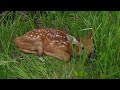 KDWP: If you find a fawn alone on the ground, leave it alone
