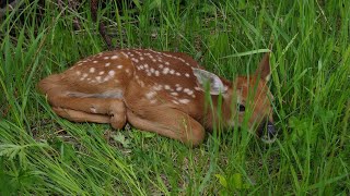 KDWP: If you find a fawn alone on the ground, leave it alone
