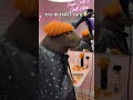 Capybara Gets the Worst (Best?) Haircut Ever 😂✂️ #beforeandafter #asmrsatisfying