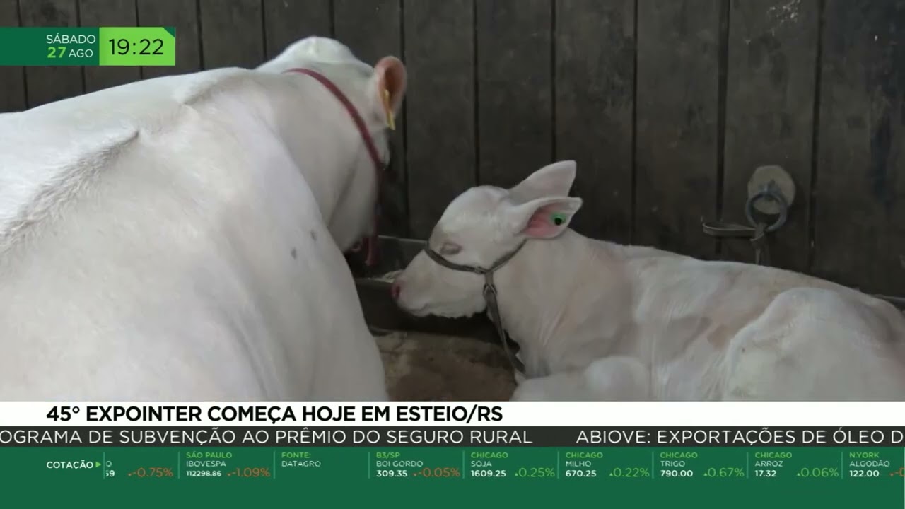 Começou a Expointer, uma das maiores feiras agropecuárias do país