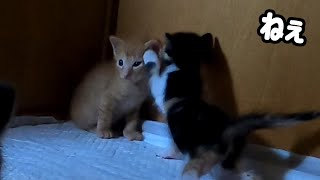 Here is a kitten who is obviously embarrassed after being kissed by his sister. by あいねこ.Aineko 400 views 6 days ago 2 minutes, 51 seconds