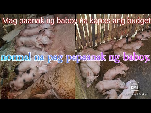 Video: Ang Mga Escalope Ng Baboy Na May Perehil