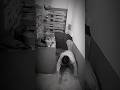Real cctv camera host footage  cctvcamera ghost horrorstories caughtoncamer scarysyedsadam90
