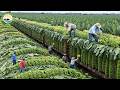The 2026 Harvest Rush 💥 How Farmers Are Collecting 9.8 Billion Tons of Crops in Massive Harvests
