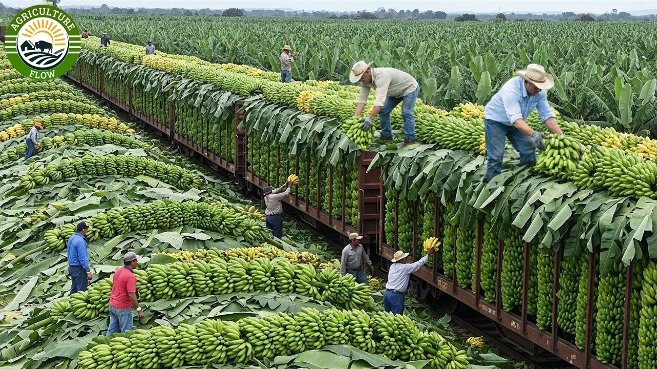Ажиотаж вокруг урожая 2026 года 💥 Как фермеры собирают 9,8 миллиарда тонн урожая в ходе масштабны...