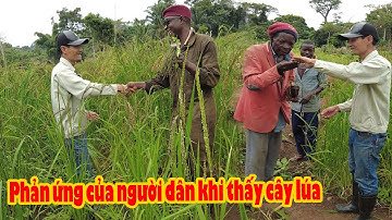 Dân bản bất ngờ khi thấy ruộng lúa đẹp, và muốn được trồng lúa  || Tony Phong cuộc sống Châu Phi