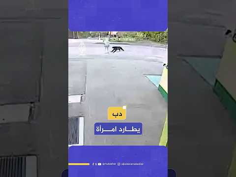دب يطارد امرأة