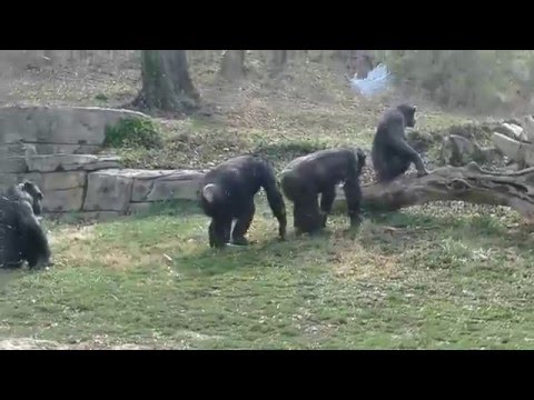 Video: Šimpanze Bonobos