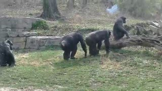 Chimpanzee Mating Season is Here at The KC Zoo