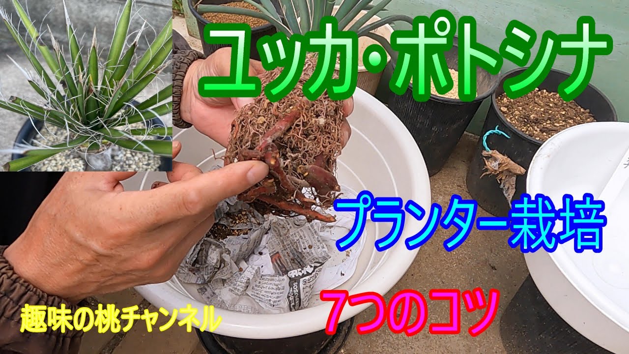 Yucca potosina] 7 tips for growing in a planter 25/8/9 - YouTube