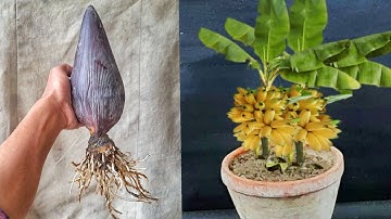 Unique Skill How To Grow Banana Flower From Banana Leaves Banana Trees Are Made From Bananas Flower