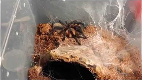 Tarantula feeding video 1
