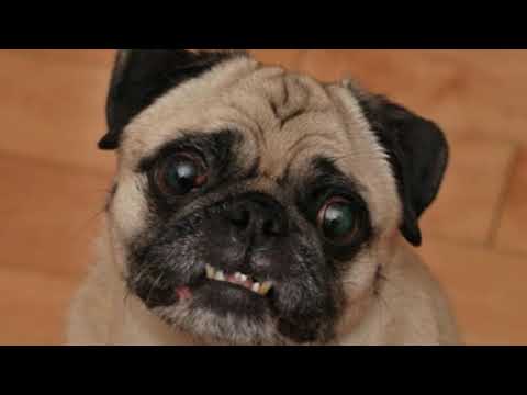 Video: Raza De Perro Pug Hipoalergénico, Salud Y Vida útil