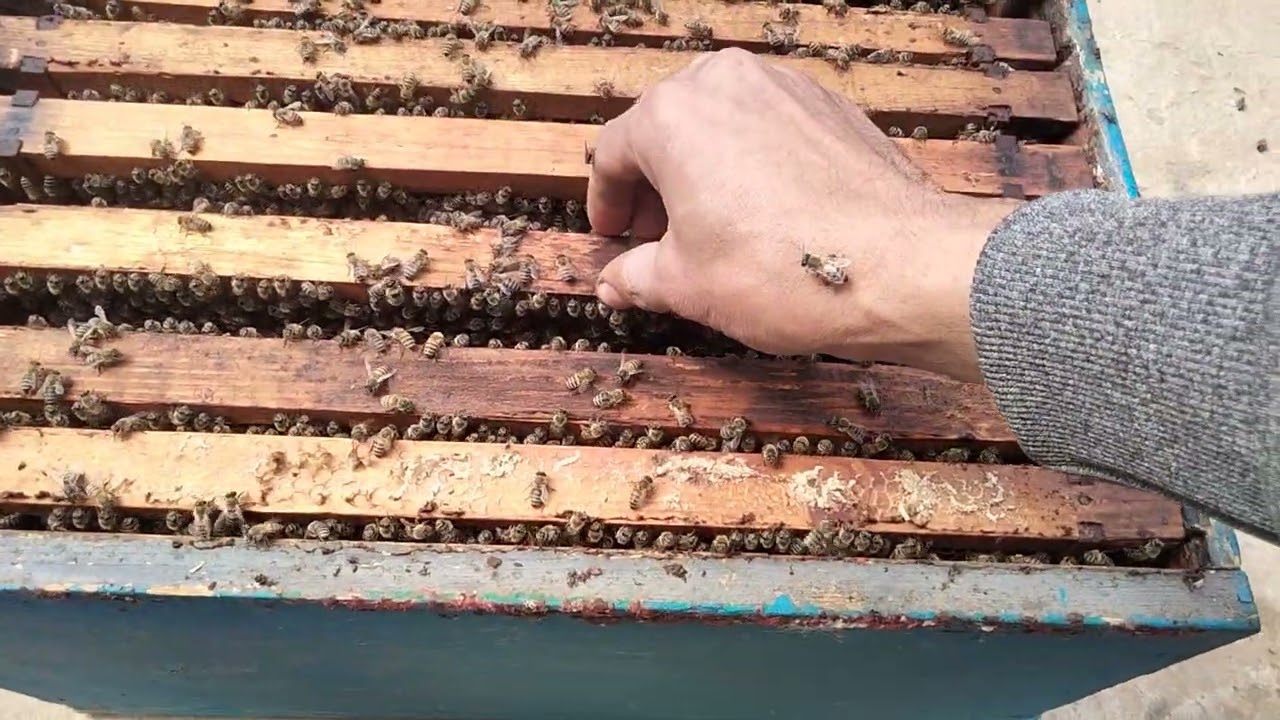 تربيه النحل في شهر 2 كل عام وانتم بخير بمناسبه شهر رمضان الكريم 