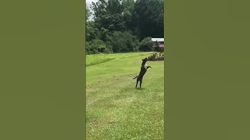 Double the Dogs, Double the Fun: Watch These Pups Crash and Catch in Hilarious Frisbee Fail!